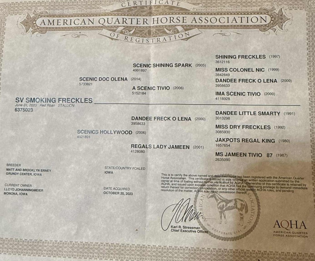 SV Smoking Freckles' American Quarter Horse registration papers