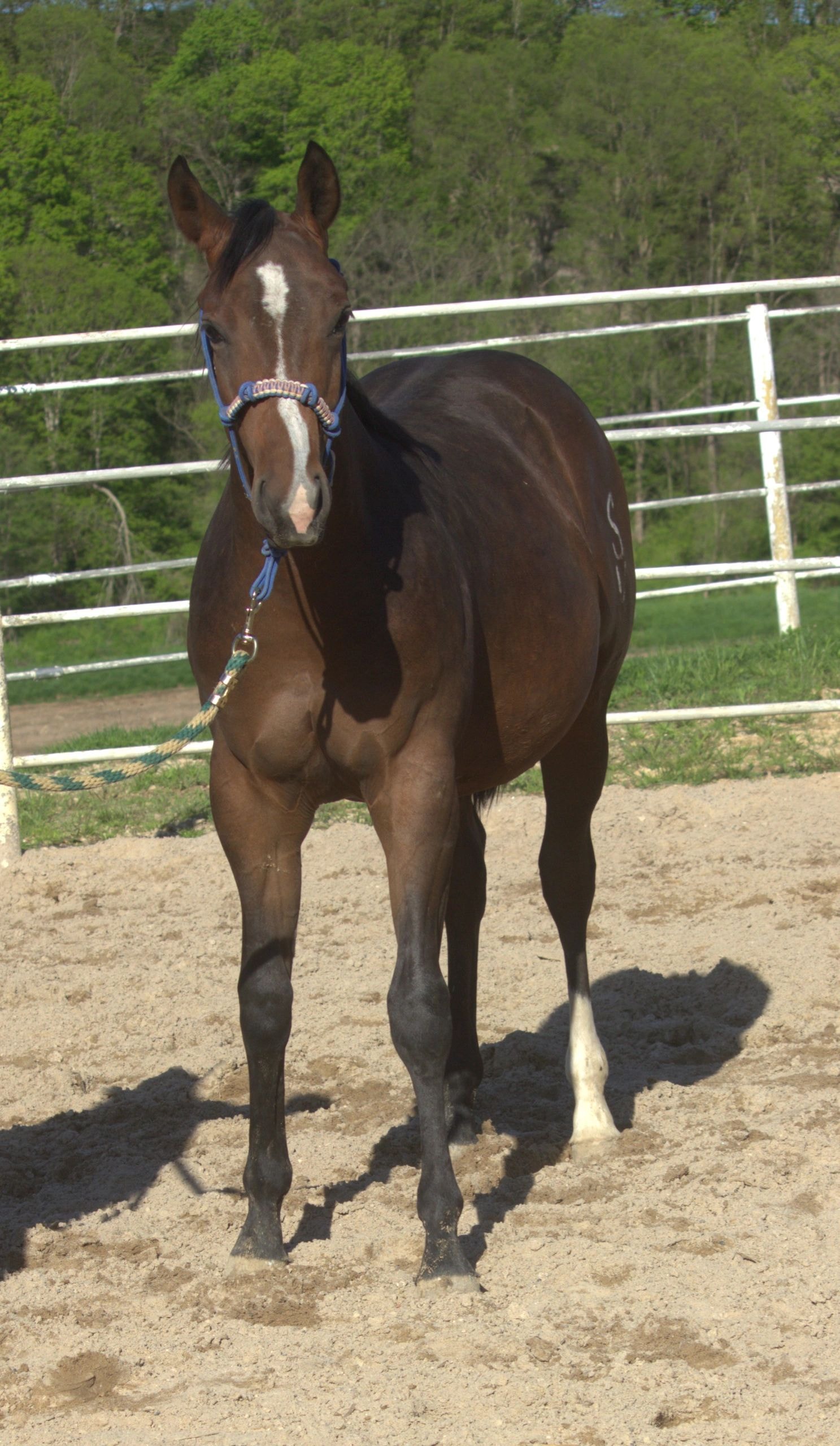 Ranch photo of SV Smoking Freckles